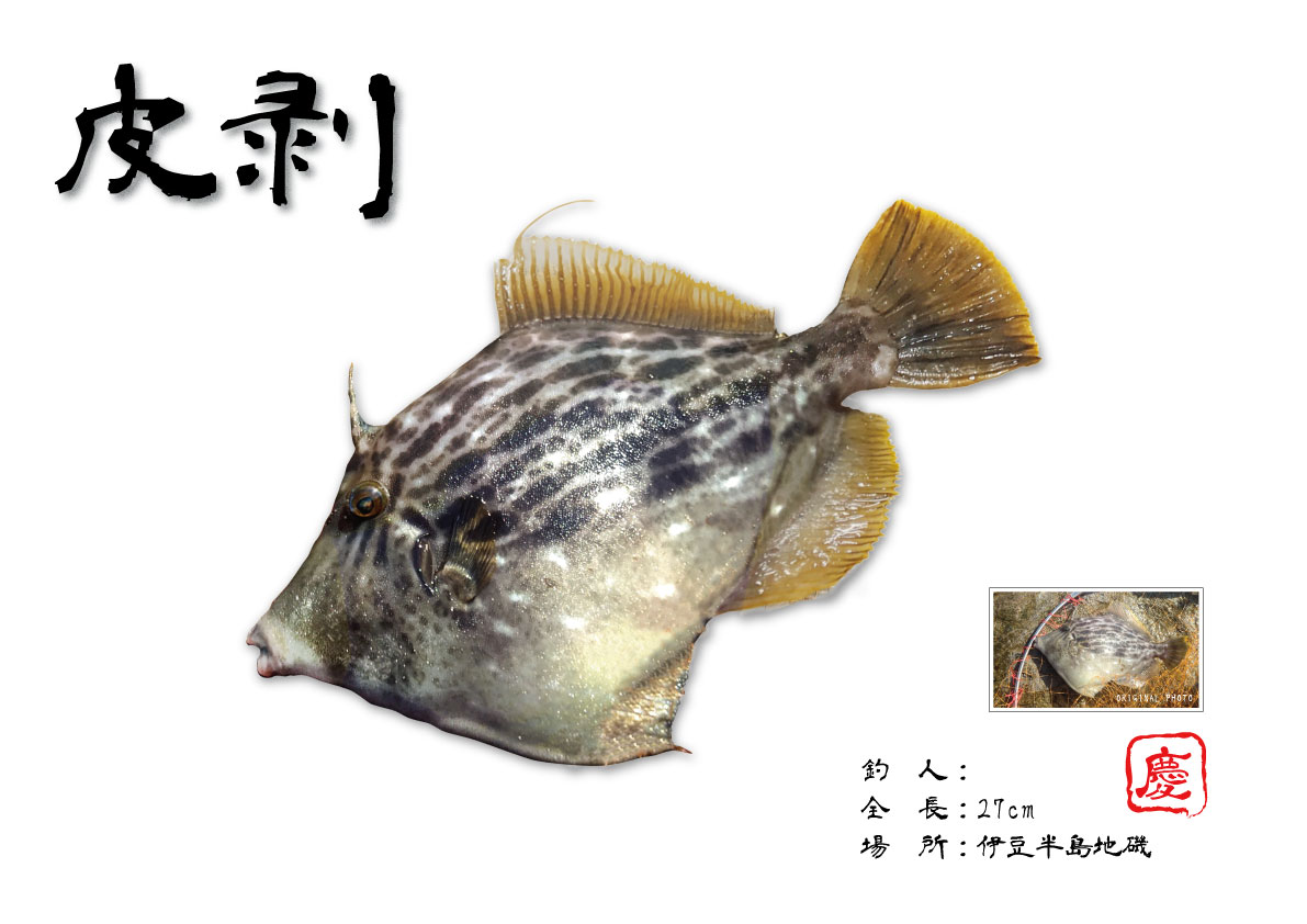 デジタル魚拓-カワハギ