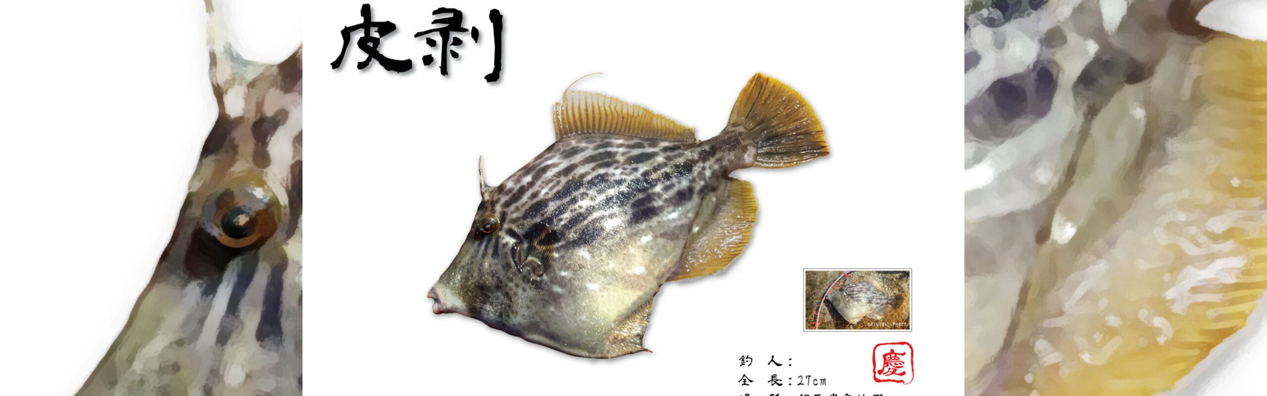 デジタル魚拓-カワハギ