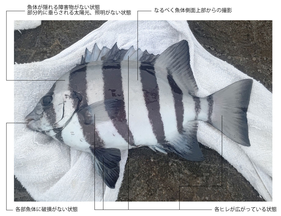 デジタル魚拓用写真の撮り方